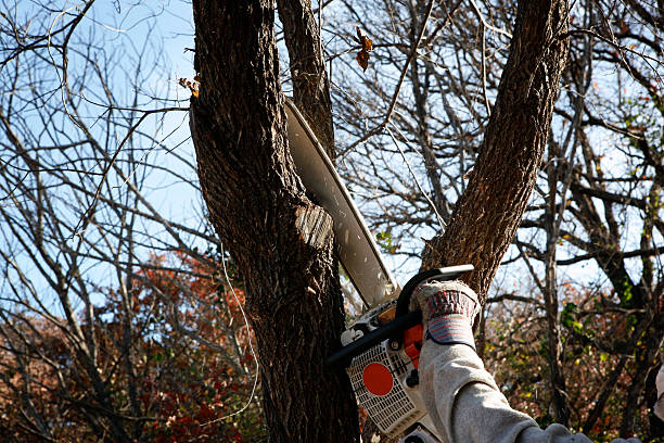 How Our Tree Care Process Works  in  Birdsboro, PA